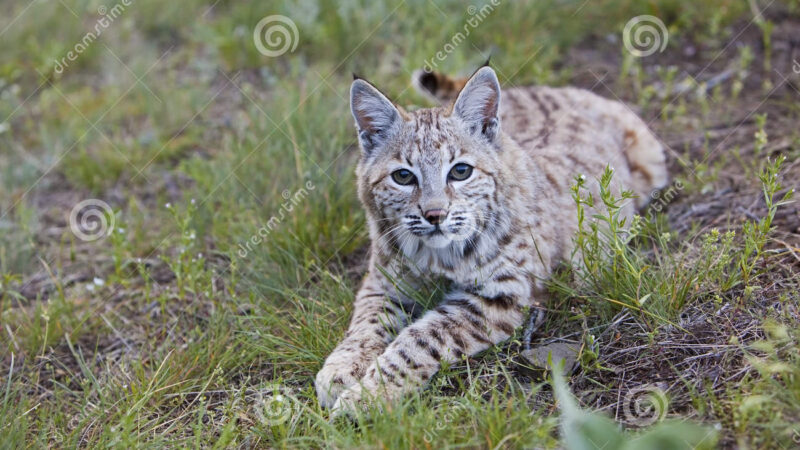 Bluefeather Lynx: America’s Rarest Cat