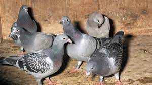 How To Thrive With New Hampshire Pigeons